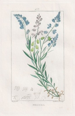 Kreuzblume milkworts Blume flower Botanik botany Turpin engraving Kupferstich