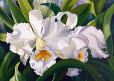 Ceramic Tile Mural Kitchen Backsplash - White Shadows-Floral Flowers Artwork
