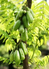 100 - 5000 Fresh Green Bilimbi Seedss (Averrhoa bilimbi linn) Cucumber Tree