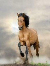 Premier Lay Bets Horse Racing System