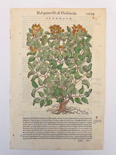 MATTIOLI Xilografia 1500 Botanica Erbario Piante "FLAMMOLA" bis