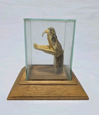 Vintage Taxidermy Western Diamondback Rattlesnake Rattle Snake Head Display