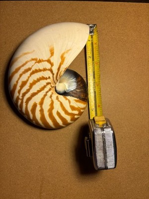 Nautilus sea shell, right cut single half 5 inches.