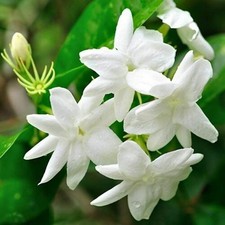 Gelsomino bianco "Jasminum officinalis" pianta rampicante in vaso 7x7 cm