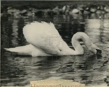 1930 Press Photo Swan Drinking in Water at Pond in Manlius, New York - syp31822