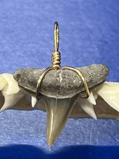 SHARK TOOTH PENDANT Fossilized 7/8 Inch Upper LEMON Shark Tooth 