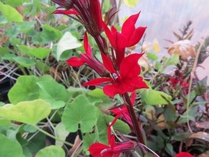 Lobelia-Seeds-Queen-Victoria-Cardinal-Lobelia-50-Pelleted-Seeds-Perennial