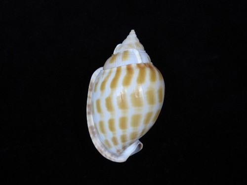 Sea shell Phalium muangmani 75.5mm ID#8318 - Picture 2 of 4