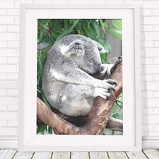 Koala - Australian Native Poster Picture Print Sizes A5 to A0 **FREE DELIVERY**