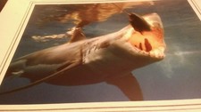 Great White Shark Eats Animal Photo Print 8x10 New Matted Wall Art HQ Sealed