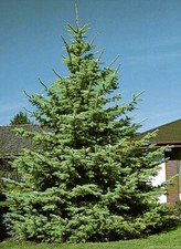 Seed Picea Rubens Spruce Red Green Picea Épinette Rouge Seeds