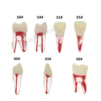 Dental Root Canal Practice Model Teeth Pulp Study RCT Endo File 1# 3# 4# 5# 6#