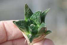 Kaktusy: Ariocarpus hintonii, 3,8 cm, własne korzenie WE