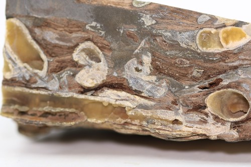 Rare Awesome Fossil Teredo Shipworm bored Wood Petrified England COA 6982 - Picture 11 of 17