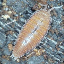 1000ct Live Dwarf Purple Isopods BULK - WHOLESALE - PACK - COMBO