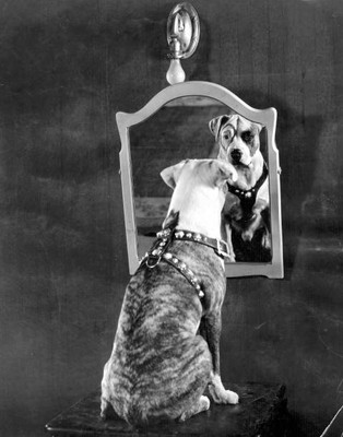 Pete the Pup known all over the world through film work 1930 OLD PHOTO