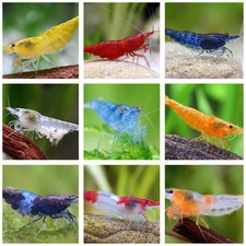 10 Mixed Neocaridina Shrimp - Live Arrival Guranteed - Buy 2 Get Bonus 5 Shrimp