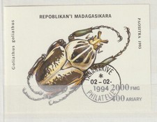 MADAGASKAR BLOCK KÄFER GOLIANTHUS GOLIANTHUS GESTEMPELT