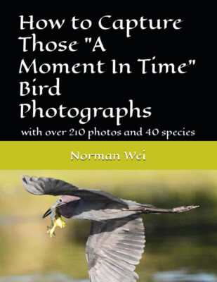 How to capture those ''Moment in time'' bird photographs