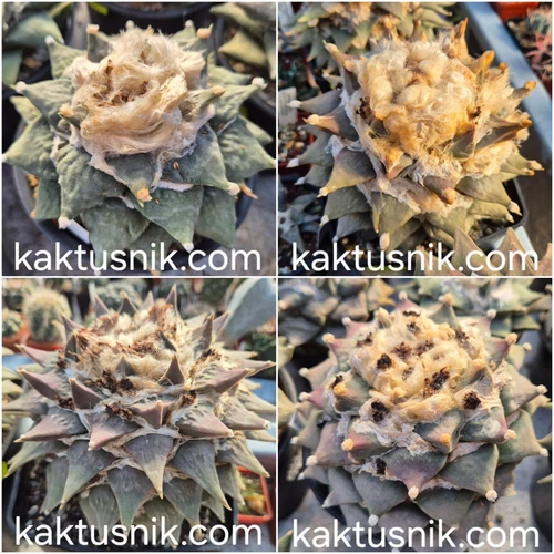 Ariocarpus  ret. mix  20seeds 2025 year