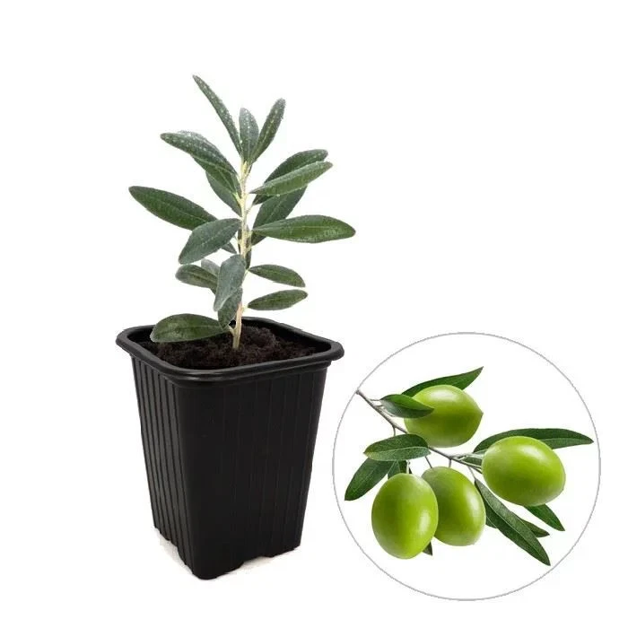 MESARBUSTES.COM Olea europaea 'Picholine' - Olivier du Gard - Olive verte