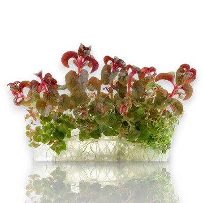Aciotis Acuminifolia Vitro Culture