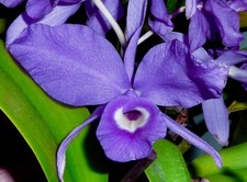 Cattleya Hybride ,Blue Trumpet‘  NEW Orchidee Orchideen