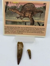 Spinosaurus Teeth LOT Dinosaur F0SSIL Before T Rex Cretaceous J35