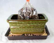 6" Rectangular Glazed Moss Green Cactus & Succulent, Bonsai Pot - Pot/Combo/Kit