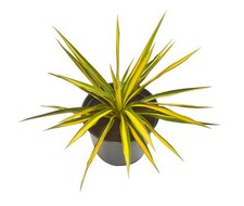 Live Variegated COLOR GUARD YUCCA Plant Adam's Needle - 3.5" Pot