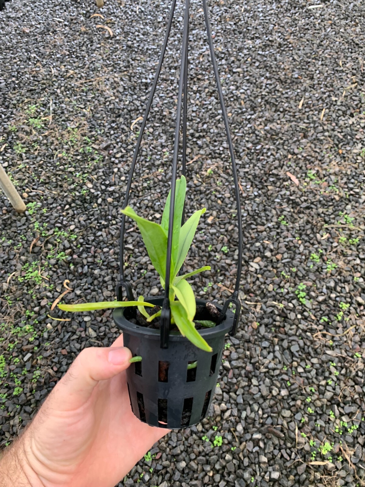 RON Vanda Orchid Van. Crownfox Magic MERICLONE ADVANCED SIZE 90mm Pot