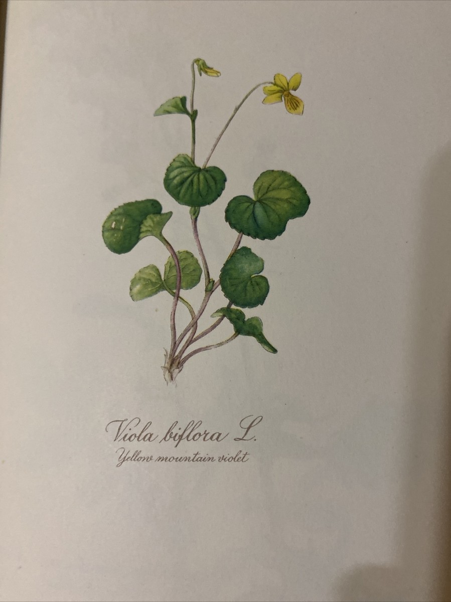 【美品】Blumen Fibel 2巻Elsa Felsko ドイツ図鑑 美品】Blumen Fibel 2巻Elsa Felsko ドイツ図鑑 - メルカリ