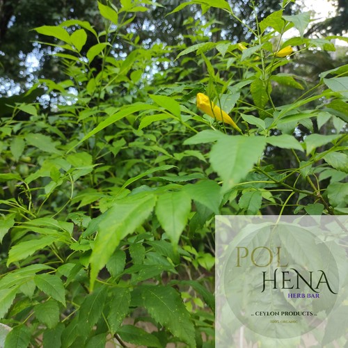 Yellow Elder Leaves 1 oz Dried Tecoma Stans Leaf Herb Yellow Bells Organic Herb - 第 3/8 張圖片