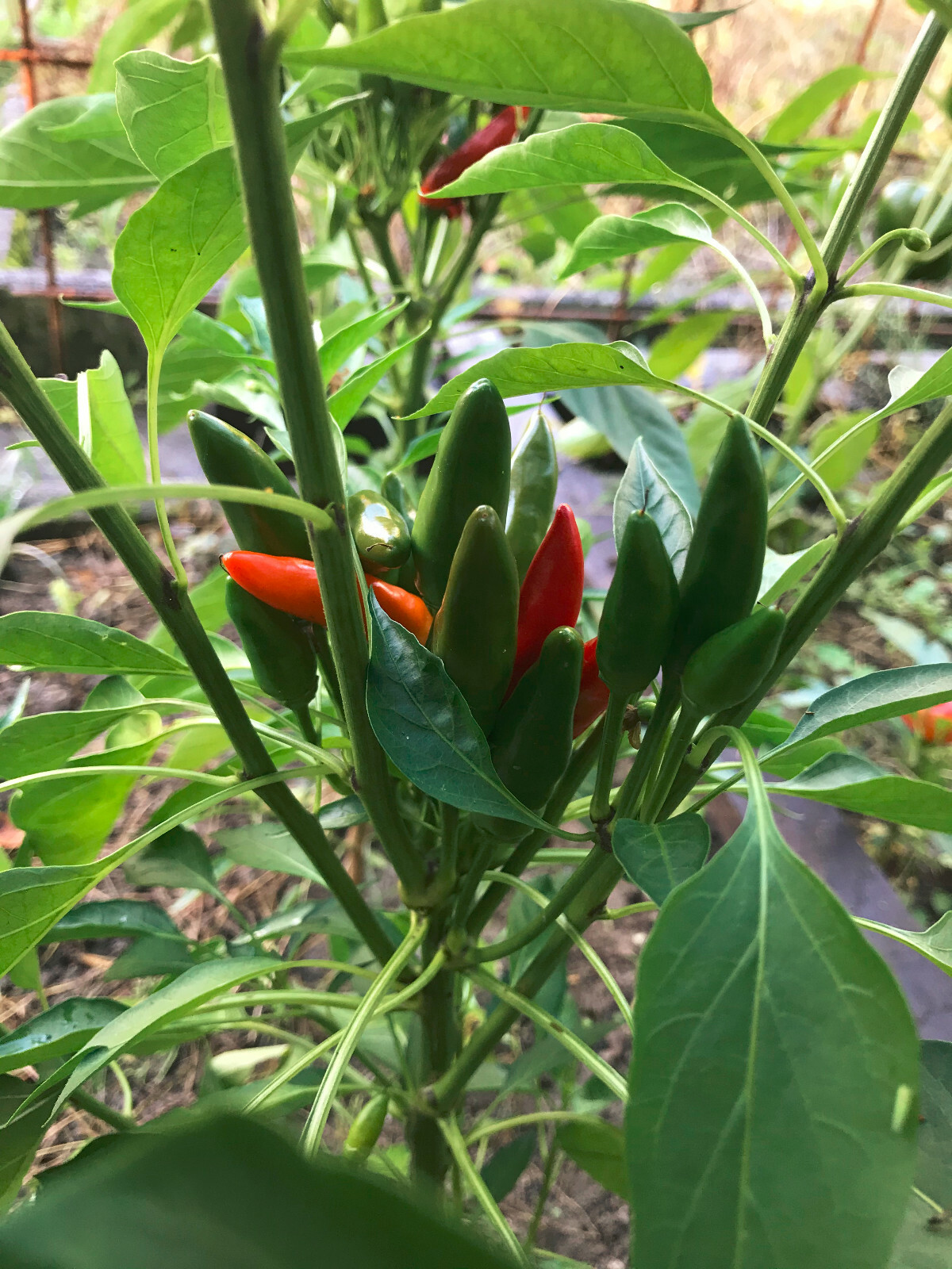 Tabasco Chili Peperoni 10 Samen Bio frische Samen 2024 eBay