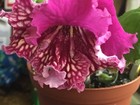 Streptocarpus Pola African Violet Relative Plant