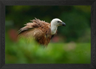 Griffon Vulture Gyps Fulvu Framed Wall Art Poster Canvas Print Picture