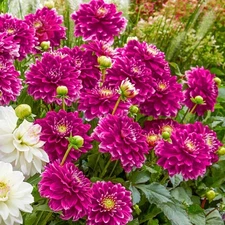 1 - GO GO PURPLE Decorative Border Dahlia Flower Bulb Tuber Clump - U S SELLER