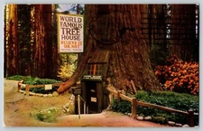 Postcard Redwood Tree House - Tree House Park Posted 1962 Chrome