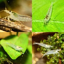 10 2 Snow Amano - 100 Live Guarantee Algae Eater - Freshwater Aquarium Shrimp