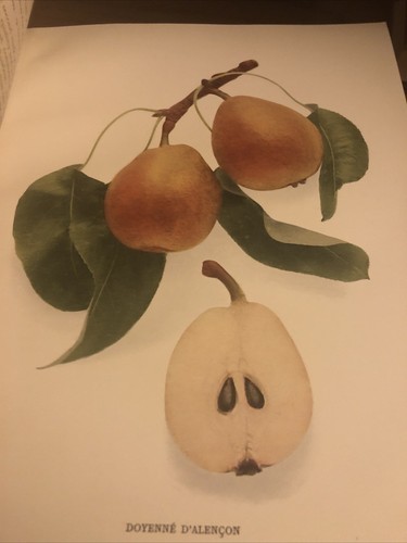 The Pears Of New York, UP Hedrick 1921 - Picture 11 of 12