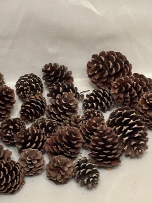 30 SMALL PINE CONES 1 - 3 