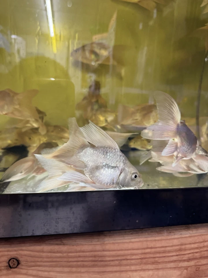 Platinum Butterfly Koi 5-6  Inch Live fish short Body - Image 3 of 3