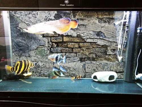Aquarium Background Poster Broken Wall HD Fish Tank Landscape Backdrop Sticker - Picture 4 of 5