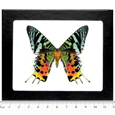 Urania ripheus verso REAL FRAMED MOTH BUTTERFLY MADAGASCAR SUNSET MOTH