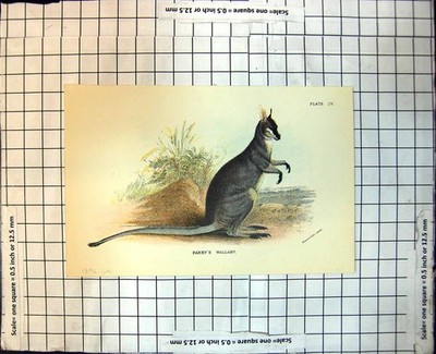 Old Parry'S Wallaby Australia Sandy Bank Colour Study Foliage 1896 114J 19th