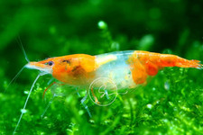 10 Orange Rili Neocaridina Live Shrimp Freshwater Aquarium