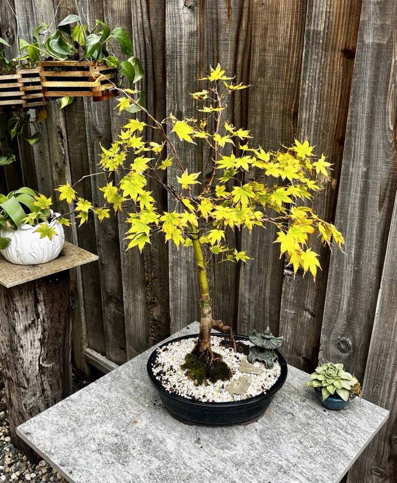 18 YR OLD JAPANESE MAPLE BONSAI TREE IN 12” CERAMIC POT ( SANGU KAKU Variety) - Image 2 of 4