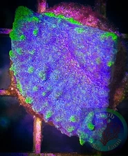 SAF~Purple Psammacora Coral Frag “WYSIWYG”, SPS, Live Coral Colony
