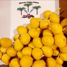 Pre Order 6 Pounds Yellow Barhi Dates