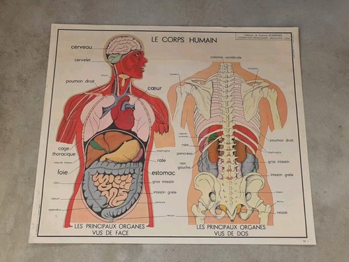 AFFICHE SCOLAIRE MDI N° 1-2 Le Corps Humain Et Les Muscles EUR 50,00